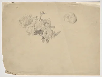 Étude de roses