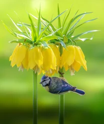 Mésange bleue et fleurs jaunes