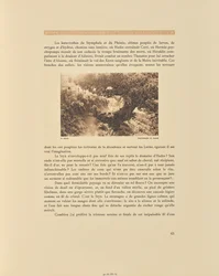Solos. Châtaigniers en fleurs
