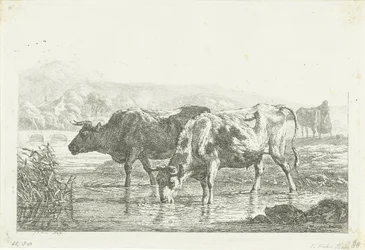Deux vaches buvant