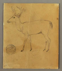 Un cerf debout