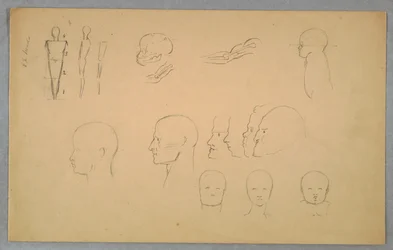 Études Anatomiques