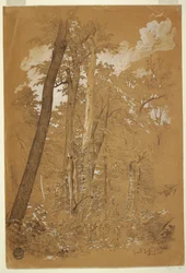 Châtaigniers sur Goat Island, rivière Niagara, New York