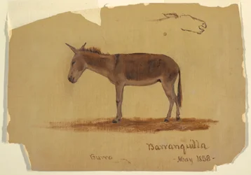 Dessin, un âne, Baranquilla, Colombie, mai 1853