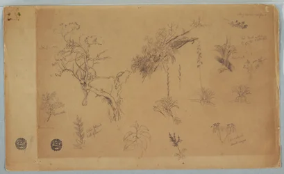 Dessin, Groupe de treize études botaniques de Colombie ou d