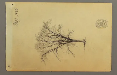 Dessin, Un arbre sans feuilles, février 1845