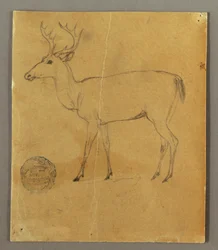 Dessin, cerf debout, vers 1850