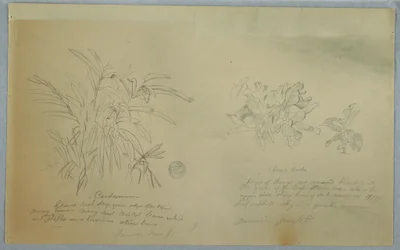 Dessin, études sur l