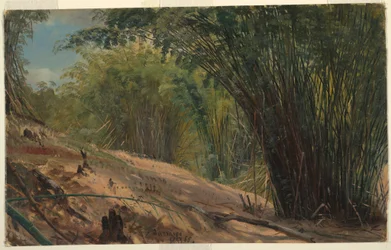 Dessin, Bambouseraie, Jamaïque, 1865