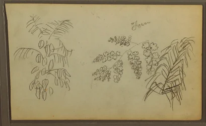 Dessin, croquis botaniques, 1857