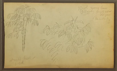 Dessin, croquis botaniques, 1857