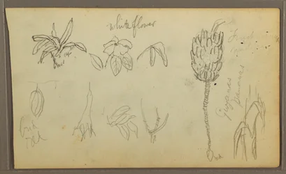 Dessin, croquis botaniques, 1857