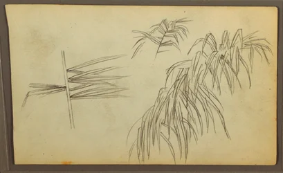 Dessin, croquis botaniques, 1857