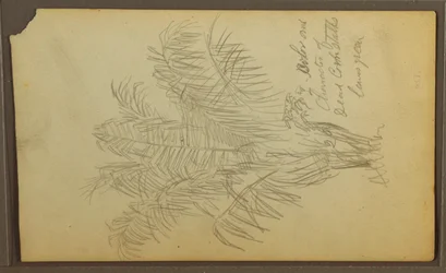 Dessin, croquis botaniques, 1857