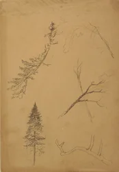 Dessin, croquis botaniques, 1888