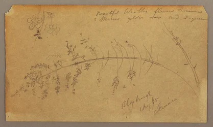 Dessin, croquis botaniques, août 1865
