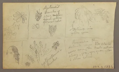 Dessin, Croquis botaniques, Équateur ou Colombie ; Verso : Croquis botaniques, 1857