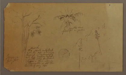 Dessin, croquis botaniques, juillet 1865