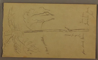 Dessin, croquis botaniques, juin 1865