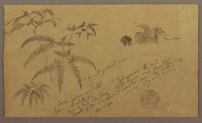 Dessin, croquis botaniques, mai-août 1865