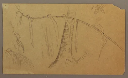 Dessin, croquis botaniques, mai-août 1865