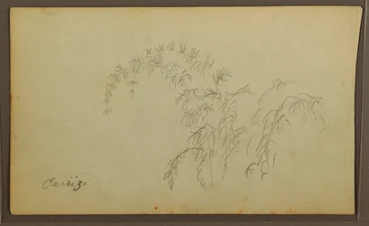 Dessin, croquis botaniques ; Verso : croquis botaniques, 1857