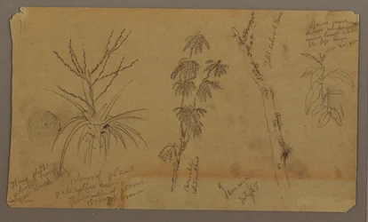 Dessin, croquis botaniques ; Verso : nuages, juillet 1865