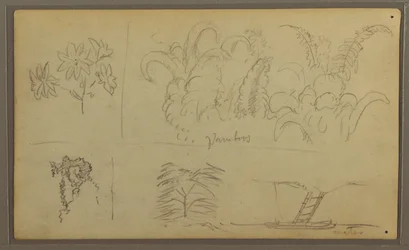 Dessin, croquis botaniques ; Verso : lézard, palmier, 1857