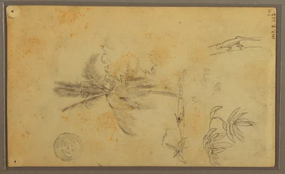 Dessin, croquis botaniques ; Verso : lézard, palmier, 1857
