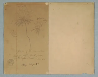 Dessin, Croquis botaniques : une branche, un arbre et une cime, Amérique du Sud, 2 septembre 1853