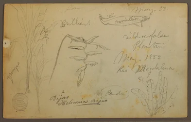 Dessin, Croquis botaniques du Rio Magalena, Colombie, mai 1853
