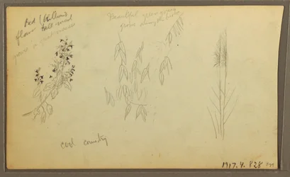 Dessin, croquis botaniques, maison ; croquis botaniques, 1857