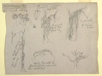 Dessin, études botaniques réalisées sur le Rio Magdalena, Colombie :  Parasite, arbre mort, 1853