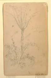 Dessin, études botaniques d