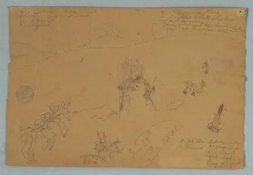Dessin. Croquis botaniques et de nuages près de Quito, Équateur