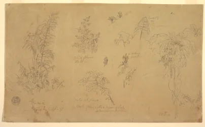 Dessin, Esquisses botaniques, " près de Jorje ", 23 juillet 1857