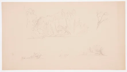 Dessin, Esquisses botaniques : arbre, arbres au bord de l