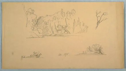 Dessin, Esquisses botaniques : arbre, arbres au bord de l