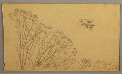 Dessin, arbres en forme de buisson, peut-être 1865-66