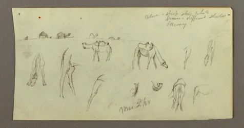 Dessin, études sur les chameaux, 2 mars 1868