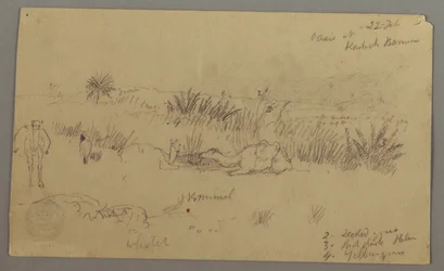 Dessin, Chameaux s