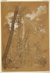 Dessin, Châtaigniers sur Goat Island, rivière Niagara, New York, août 1858