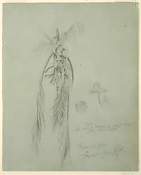 Dessin, Coconut Palm, Jamaïque, 14 juin 1865