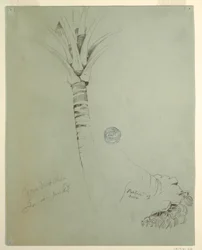 Dessin, cocotier, Jamaïque, juin 1865