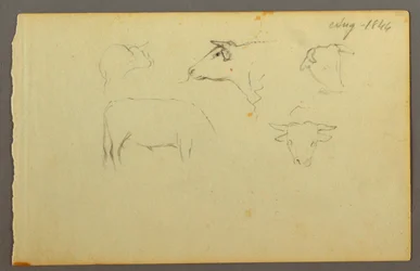 Dessin, vaches, 1844