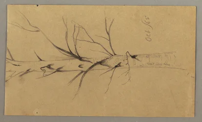 Dessin, Arbre mort, octobre 1865