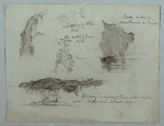 Dessin, détails de fleurs, de plantes et d