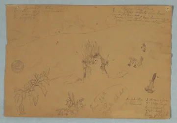Dessin, Dessin.  Croquis botaniques et de nuages près de Quito, Équateur, 24 juin 1857