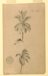 Dessin, Dessins.  Deux esquisses.  Palmiers, 1857