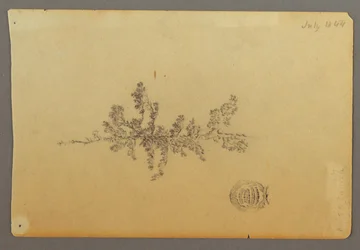 Dessin, arbre à feuilles persistantes, 1844